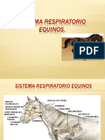 -Sistema-Respiratorio-Equinos