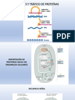 Síntesis y Tráfico de Proteínas