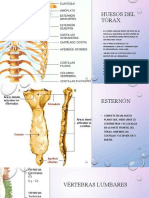 Anatomia Jacqueline