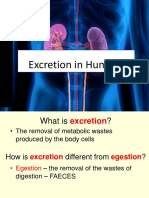 IGCSE Excretion in Humans