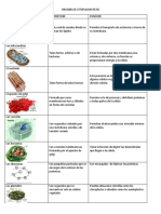 5° Naturales - Tema celula-  organelos celulares