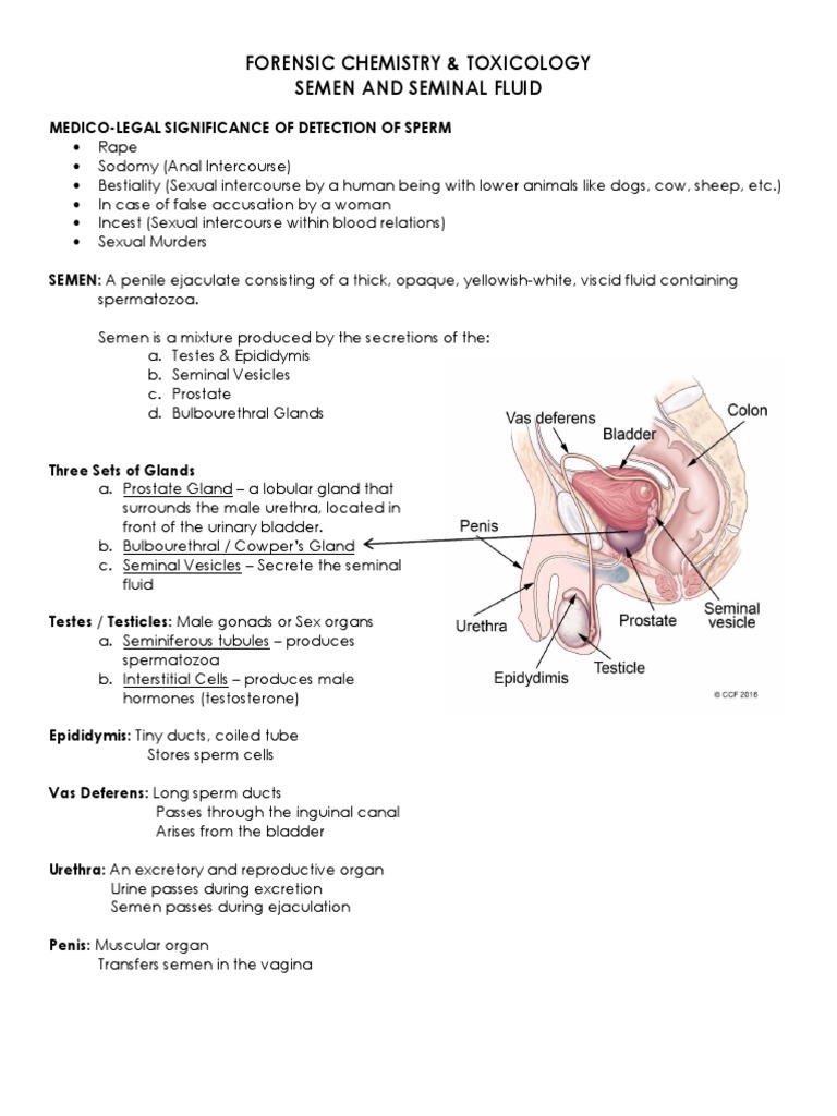 Semen and Seminal Fluid Stain | Download Free PDF | Semen | Staining