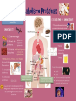 Metabolismo Proteínas