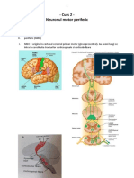 Neuron Motor Periferic