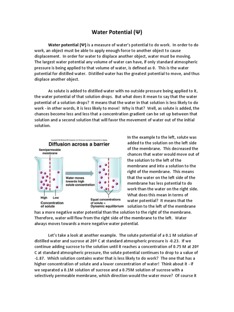 Water Potential (Ψ) : Water potential (Ψ) is a measure of water's ...