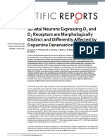 Striatal Neurons Expressing D and D Receptors Are Morphologically Distinct and Differently Affected by Dopamine Denervation in Mice