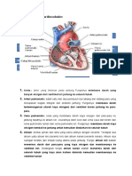 Anatomi sistem kardiovaskuler