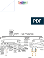 Mapa Conceptual - Sistema Esquelético (2° Semana)