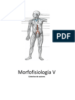 03 Morfofisiología V