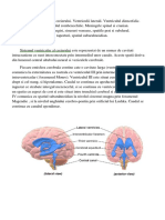 Sistemul Ventricular Al Creierului Nou