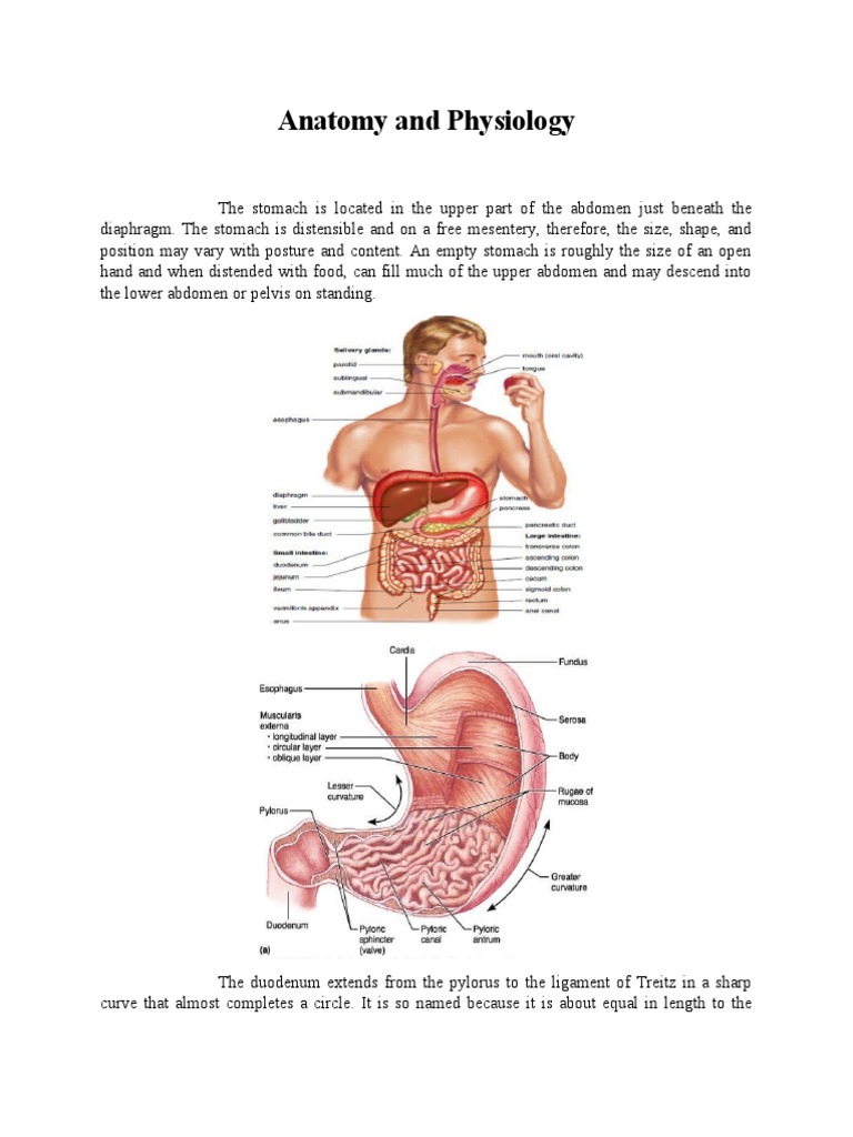 Anatomy of Digestive System | PDF | Stomach | Abdomen