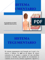 Sistemategumentario 140204071726 Phpapp02