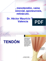 Tendonmesotfasciaaponeurisisvainas 150320101240 Conversion Gate01