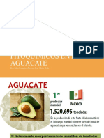 Presentación Fitoqumicos Del Aguacate