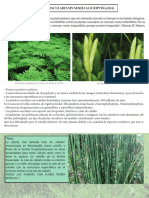 Plantas Vasculares Sin Semillas