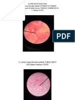 Histology SISTEM REPRODUKSI PRIA