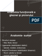 Anatomia Funcţională A Gleznei Şi Piciorului