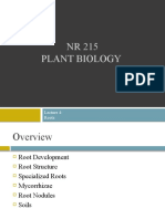 NR 215 Plant Biology: Roots