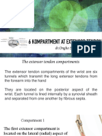 Extensor Kompartment Tendon