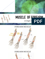 Muscle of Forearm: DR - Ongko Setunggal Wibowo