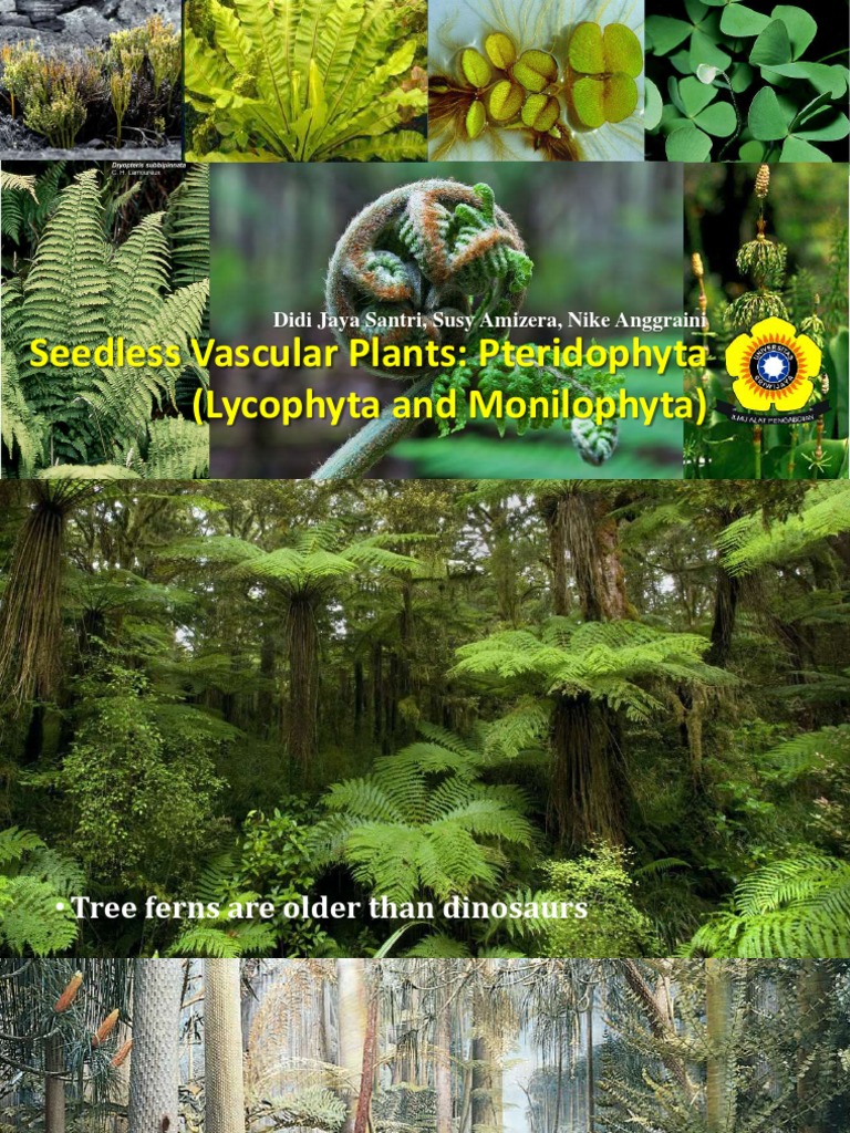 Seedless Vascular Plants Pteridophyta (Lycophyta and Monilophyta