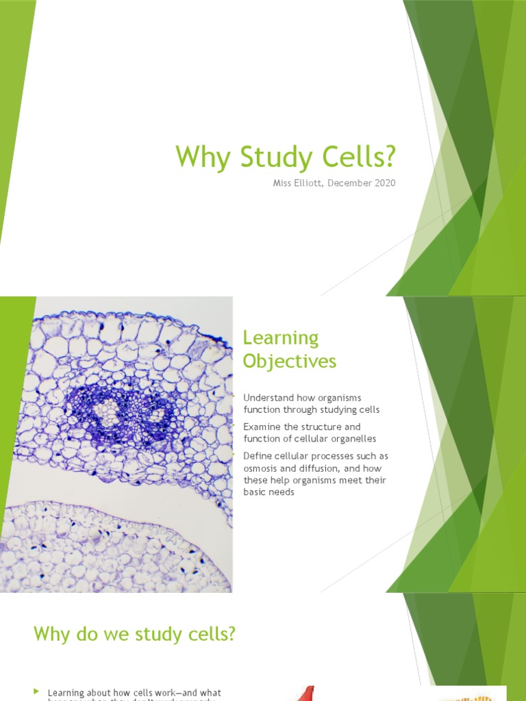 Cells, Diffusion and Osmosis | PDF | Endoplasmic Reticulum | Solution