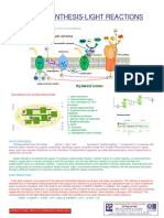 Photosynthesis Light Reactions Drive ATP & NADPH Production