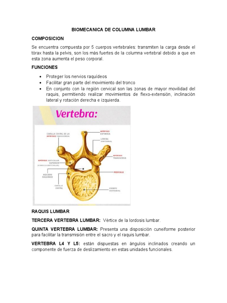 Biomecánica de la Columna Lumbar | PDF | La columna vertebral | Dolor ...