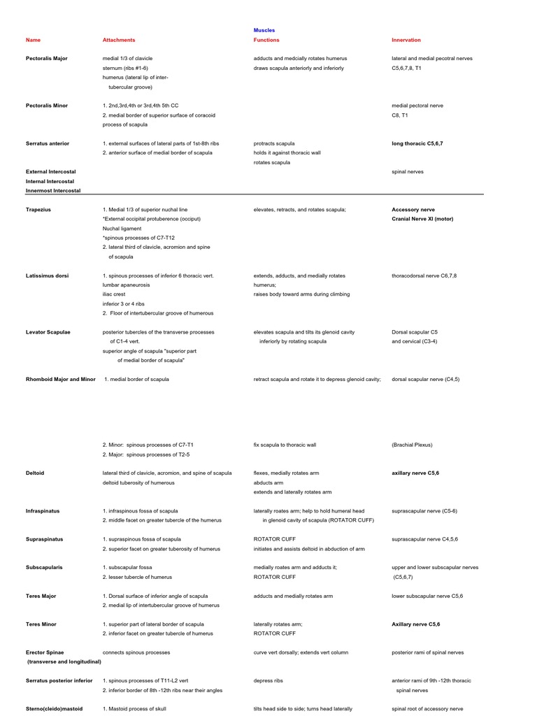 KM 01 - Muscle Chart | PDF | Thumb | Foot