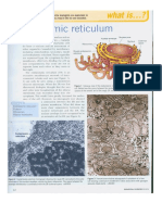 endoplasmic_reticulum