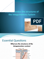 3.05 Remember The Structures of The Integumentary System