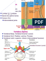 Bone Vertebrae