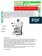 Estructura-del-Ecosistema-para-Sexto-de-Primaria