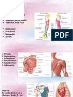Músculos Del Miembro Superior