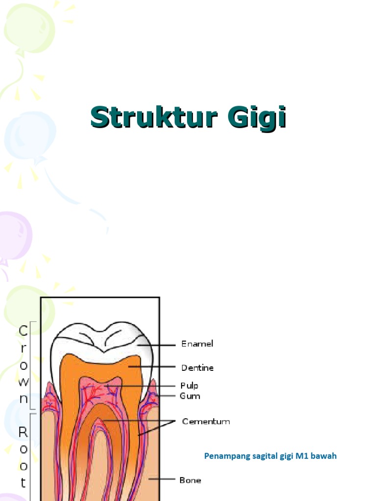 Struktur dan Fungsi Gigi Manusia | PDF | Sains & Matematika