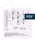 bioestratigrafia