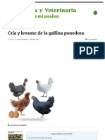 Zoovetesmipasion - Com - Avicultura - Gallinas Ponedoras - Pasos para Una Adecuada Cria y Levante de La Pollona Etapa Critica para La Postura