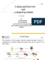 Food Chain and Food Web and Ecological Pyramids