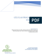 Cuadro Comparativo C.procariota y Eucariota