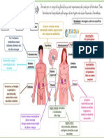 Mapa Mental Sistema Endócrino