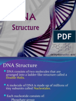 DNA Structure