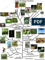 Genealogia Das Plantas Terrestres