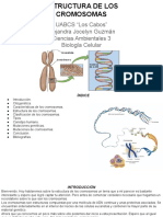 Jocelyn - Estructura de Los Cromosomas