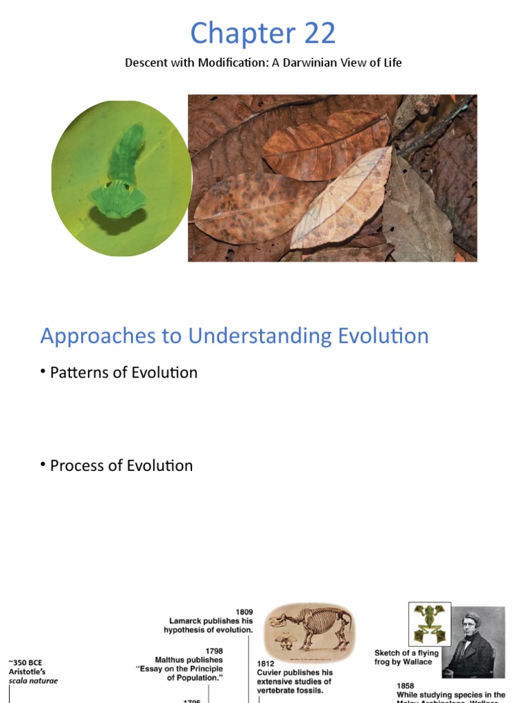 Understanding Evolutionary Patterns | PDF