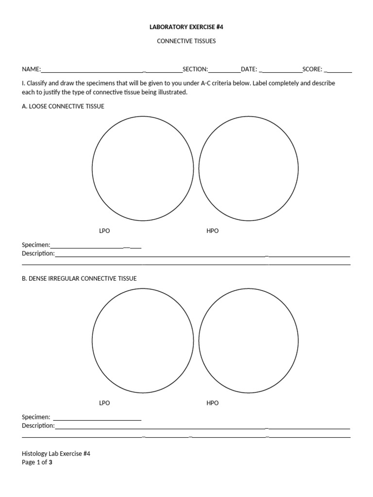 Connective Tissue Histology Lab Exercise | PDF | Connective Tissue ...