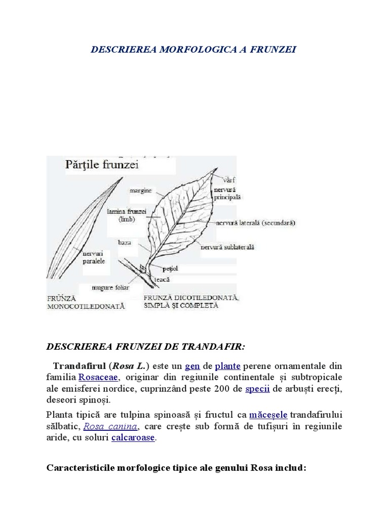 Descrierea Morfologica A Frunzei | PDF