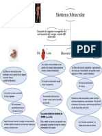 Mapa Conceptual S.Muscular