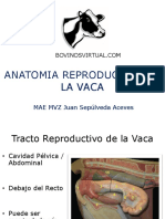2 Anatomia Reproductiva de La Vaca