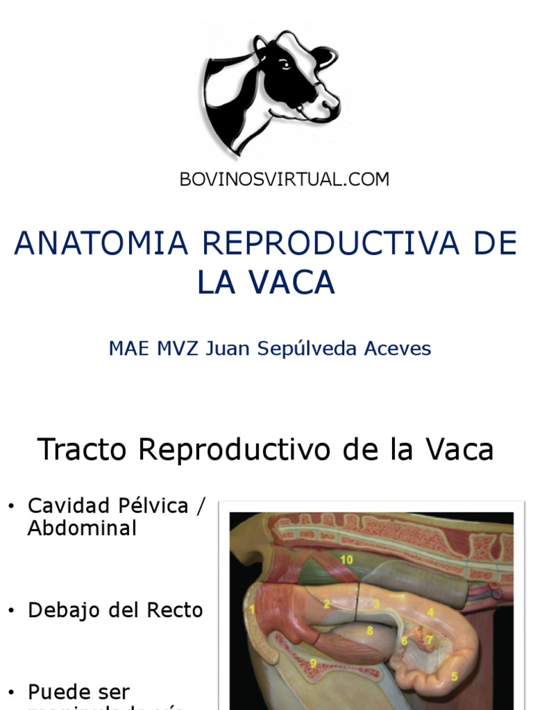 2 Anatomia Reproductiva de La Vaca PDF Vagina Útero