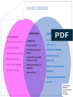 Diagrama Venn-Gametogénesis